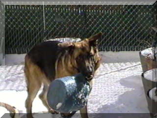 Image of my dog holding watercan