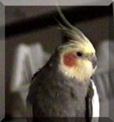 picture of my bird