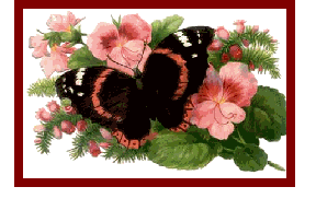 Image black butterfly