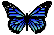 blue big 
butterfly