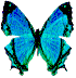 bluebutterfly