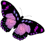 purplebutterfly