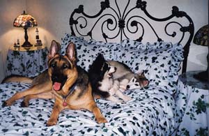 three dogs on bed