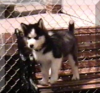 image of my dog 
standing on a 
bench