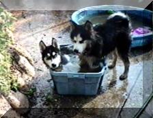 two dogs in bucket