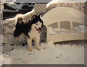 Image willie in snow