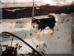 Image of husky willie in snow