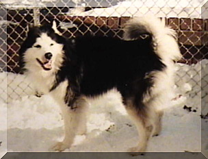 Image of husky willie in snow