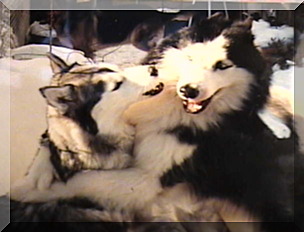 Image hugging huskies