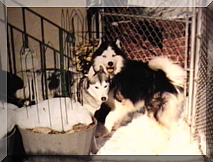 Image santiki and willie in snow