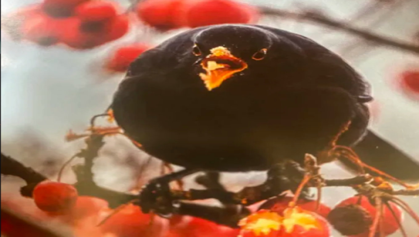 Bird.