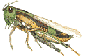 grasshopper