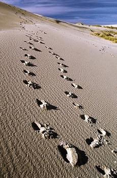 footprints 2