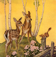 fawns