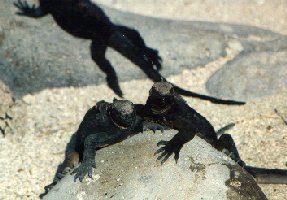 iguanas