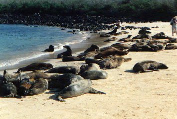 sealions