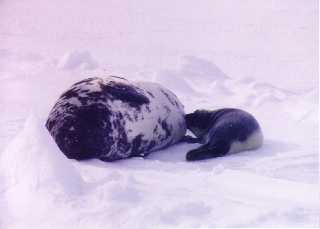 seals6