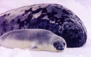 seals7