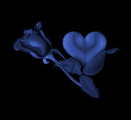 blue rose