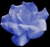 Blue Rose of Friendship