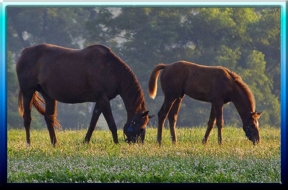 Kentucky Horses