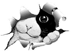 picture of cat
