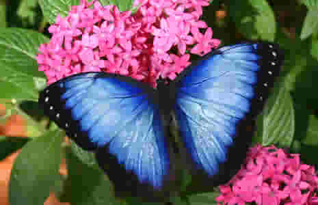 I love blue morphos