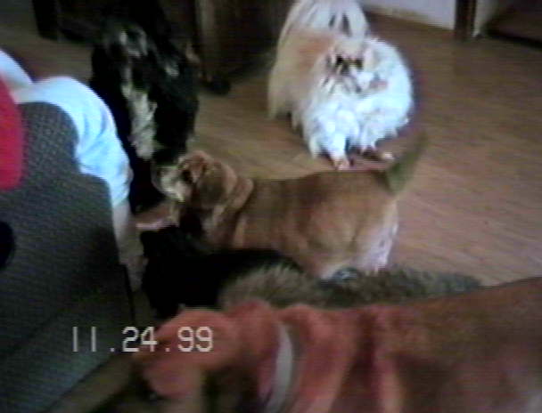 Dog pack