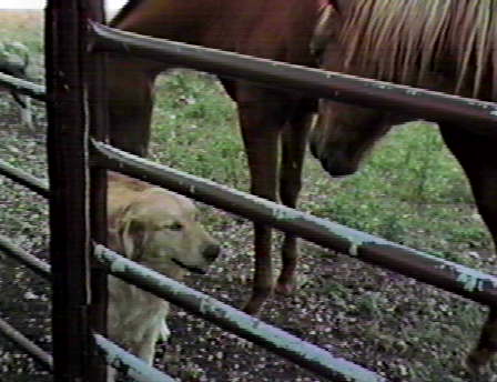 Omalley bonding with the horses