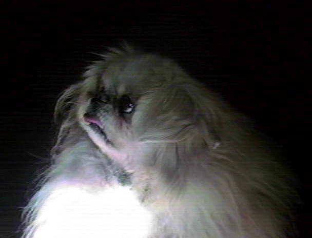 Poco the Peke