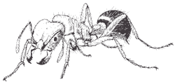 Description of the image