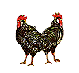 chickens